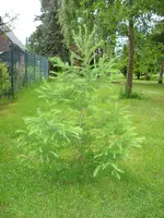 foto-Baum.webp