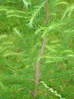 foto-Baum_a.webp