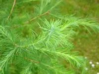 foto-Baum_b.webp