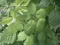 Foto013.webp