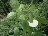 Foto011.webp