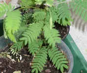 samenausamerika1.webp