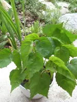 georgia hibiskus.webp