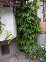 100_0862.webp