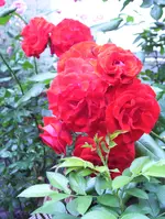 100_0867.webp
