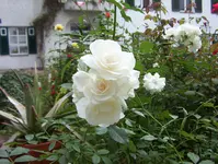 100_0871.webp