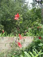 hib1.webp
