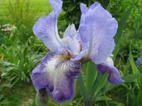 IMG_miss tigri2_1024x768.webp