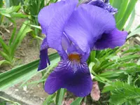 IMG_dark triumpf_1024x768.webp