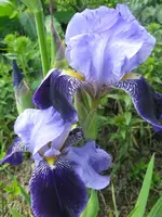 IMG_rheintraube3_576x768.webp