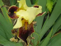 IMG_sambucia_1024x768.webp