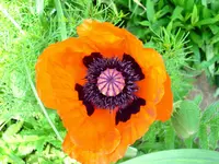 Mohn.webp
