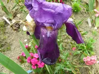 IMG_lila hang_1024x768.webp