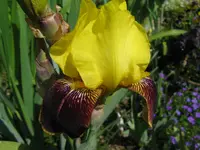IMG_r-gelb_1024x768.webp
