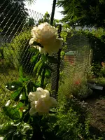 rosen 036.webp