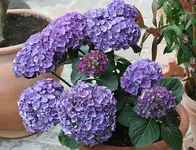 blaue Hortensie_klein.webp