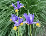 Iris vor Lampenputzer_klein.webp