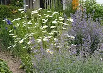 Katzenminze und Margerite_klein.webp