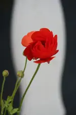 Ranunkel2_klein.webp