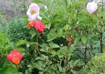 Teerose mit Pfingstrose dahinter_klein.webp