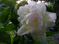 rosen 047.webp