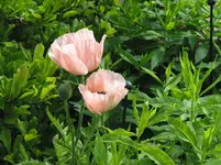 1489 Türkenbundmohn.webp