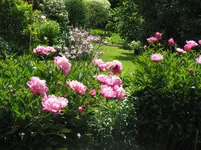 1491 Pfingstrosen.webp