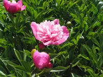1503 Pfingstrosenblüte.webp