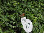 511 Wisley Robin -Audio Guide- .jpg