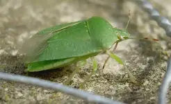 Stinkkaefer (1).webp