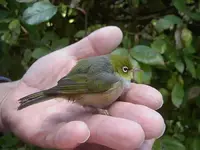 Waxeye.webp