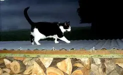 Die Katze auf dem heissen Blechdach....webp