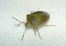 Stinkkaefer.webp