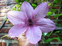 Clematis rose.webp