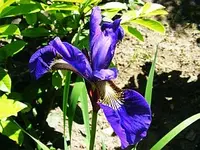Iris.webp