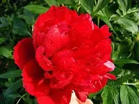 Pfingstrose.webp