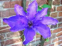 Clematis.webp