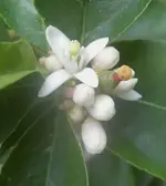 Limonenknospe Juni 2009.webp