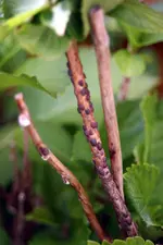 braune läuse.webp