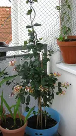 IMG_0604.webp