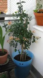 IMG_0635.webp