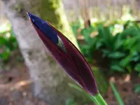 Iris I.webp