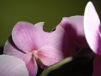 CIMG5951.webp