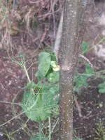 CIMG7141.webp