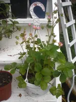 CIMG7153.webp
