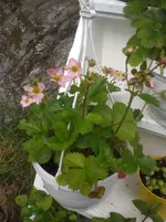 CIMG7152.webp