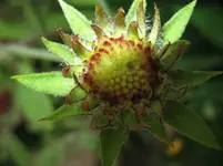 IMG_kokarde_1067x800.webp