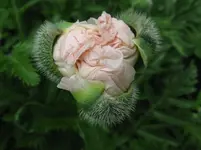 IMG_mohn rosa_1067x800.webp