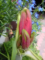 PICT2330.webp