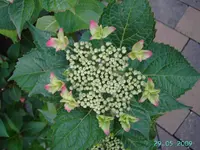 PICT2391.webp